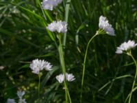 Allium zebdanense Kapellvägen, Lund, Skåne, Sweden 20170519_0008