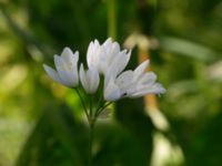 Allium zebdanense Kapellvägen, Lund, Skåne, Sweden 20170519_0009