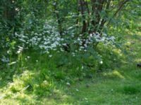 Allium zebdanense Kapellvägen, Lund, Skåne, Sweden 20170519_0010