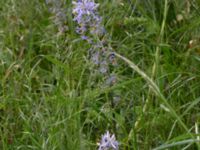 Camassia cusickii Bastion Uppsala, Malmö, Skåne, Sweden 20190526_0006