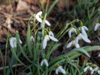 Galanthus nivalis 400 m NNO Brånebjär, Svedala, Skåne, Sweden 20180406_0024