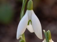 Galanthus nivalis Limhamns kyrkogård, Malmö, Skåne, Sweden 20190222_0045