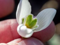 Galanthus nivalis Limhamns kyrkogård, Malmö, Skåne, Sweden 20190222_0047