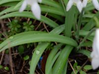 Galanthus nivalis Nybergs dunge, Bunkeflo strandängar, Malmö, Skåne, Sweden 20190316_0020