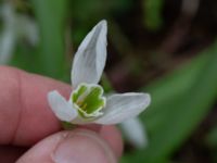 Galanthus nivalis Nybergs dunge, Bunkeflo strandängar, Malmö, Skåne, Sweden 20190316_0021