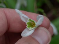 Galanthus nivalis Nybergs dunge, Bunkeflo strandängar, Malmö, Skåne, Sweden 20190316_0022