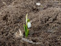 Galanthus platyphyllus 0.9 km NNE Gudauri Monument, Stepantsminda, Mtskheta-Mtianeti, Georgia 20180425_3354