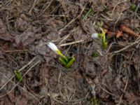 Galanthus platyphyllus 0.9 km NNE Gudauri Monument, Stepantsminda, Mtskheta-Mtianeti, Georgia 20180425_3355