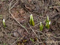 Galanthus platyphyllus 0.9 km NNE Gudauri Monument, Stepantsminda, Mtskheta-Mtianeti, Georgia 20180425_3356