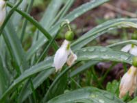 Galanthus plicatus Marietorps allé 35B, Norra Friluftsstaden, Malmö, Skåne, Sweden 20180416_0002