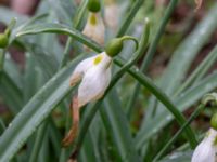 Galanthus plicatus Marietorps allé 35B, Norra Friluftsstaden, Malmö, Skåne, Sweden 20180416_0003