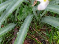 Galanthus plicatus Marietorps allé 35B, Norra Friluftsstaden, Malmö, Skåne, Sweden 20180416_0004