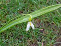 Galanthus plicatus Marietorps allé 35B, Norra Friluftsstaden, Malmö, Skåne, Sweden 20180416_0009