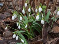 Galanthus plicatus Norra Friluftsstaden, Malmö, Skåne, Sweden 20150217_0007