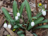 Galanthus plicatus Norra Friluftsstaden, Malmö, Skåne, Sweden 20150217_0011