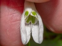 Galanthus woronowii Djungelparken, Bunkeflostrand, Malmö, Skåne, Sweden 20240316_0034