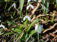 Galanthus woronowii Limhamns kyrkogård, Malmö, Skåne, Sweden 20160321_0042