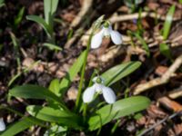 Galanthus woronowii Limhamns kyrkogård, Malmö, Skåne, Sweden 20160321_0044