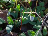 Galanthus woronowii Limhamns kyrkogård, Malmö, Skåne, Sweden 20190222_0050