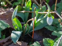 Galanthus woronowii Limhamns kyrkogård, Malmö, Skåne, Sweden 20190222_0051