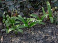 Galanthus woronowii Tinghögsvägen, Lund, Skåne, Sweden 20180410_0042