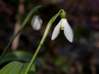 Galanthus woronowii Tinghögsvägen, Lund, Skåne, Sweden 20180410_0045