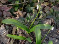 Galanthus woronowii Tinghögsvägen, Lund, Skåne, Sweden 20180410_0046