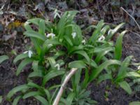 Galanthus woronowii Tinghögsvägen, Lund, Skåne, Sweden 20180410_0047