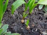 Galanthus woronowii Tinghögsvägen, Lund, Skåne, Sweden 20180410_0049