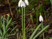 Galanthus × valentinei Djungelparken, Bunkeflostrand, Malmö, Skåne, Sweden 20240316_0039