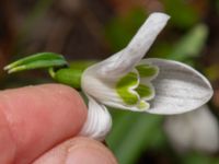 Galanthus × valentinei Djungelparken, Bunkeflostrand, Malmö, Skåne, Sweden 20240316_0040