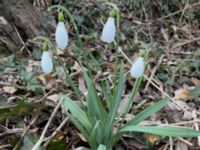 Galanthus × valentinei Utkast Norra Friluftsstaden, Malmö, Skåne, Sweden 20230314_IMG_9050