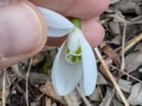 Galanthus × valentinei Utkast Norra Friluftsstaden, Malmö, Skåne, Sweden 20230314_IMG_9051