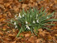 Galanthus x valentinei Bågskyttedungen, Ribersborg, Malmö, Skåne, Sweden 20160330_0007