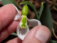 Galanthus elwesii Bulltoftaparken, Malmö, Skåne, Sweden 20230222_0006