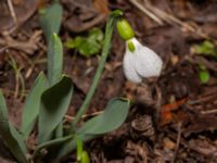 Galanthus elwesii Bulltoftaparken, Malmö, Skåne, Sweden 20230222_0007