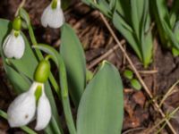 Galanthus elwesii Bulltoftaparken, Malmö, Skåne, Sweden 20230222_0008