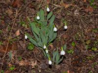 Galanthus elwesii Bulltoftaparken, Malmö, Skåne, Sweden 20230222_0009