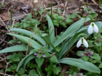 Galanthus elwesii Limhamns kyrkogård, Malmö, Skåne, Sweden 20190322_0016