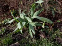 Galanthus elwesii Mormonkyrkan, Malmö, Skåne, Sweden 20200221 - 1