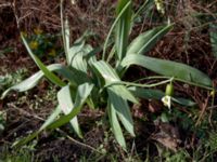 Galanthus elwesii Mormonkyrkan, Malmö, Skåne, Sweden 20200221 - 2