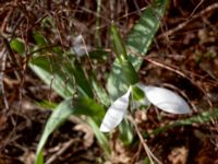 Galanthus elwesii Mormonkyrkan, Malmö, Skåne, Sweden 20200221 - 3