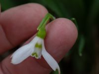 Galanthus elwesii Nybergs dunge, Bunkeflo strandängar, Malmö, Skåne, Sweden 20190316_0006