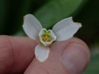 Galanthus elwesii Nybergs dunge, Bunkeflo strandängar, Malmö, Skåne, Sweden 20190316_0014