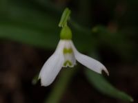 Galanthus elwesii Nybergs dunge, Bunkeflo strandängar, Malmö, Skåne, Sweden 20190316_0017