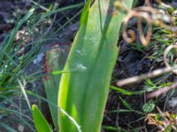 Hippeastrum × hortorum Tirups Örtagård, Staffanstorp, Skåne, Sweden 20220921_0016