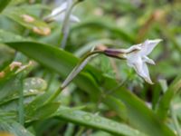 Ipheion uniflorum Gamla kyrkogården, Gamla staden, Malmö, Skåne, Sweden 20170507_0006