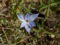 Ipheion uniflorum Skjutbanorna, Lernacken, Malmö, Skåne, Sweden 20190420_0013