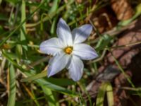 Ipheion uniflorum Skjutbanorna, Lernacken, Malmö, Skåne, Sweden 20190420_0015