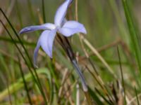 Ipheion uniflorum Skjutbanorna, Lernacken, Malmö, Skåne, Sweden 20190420_0020